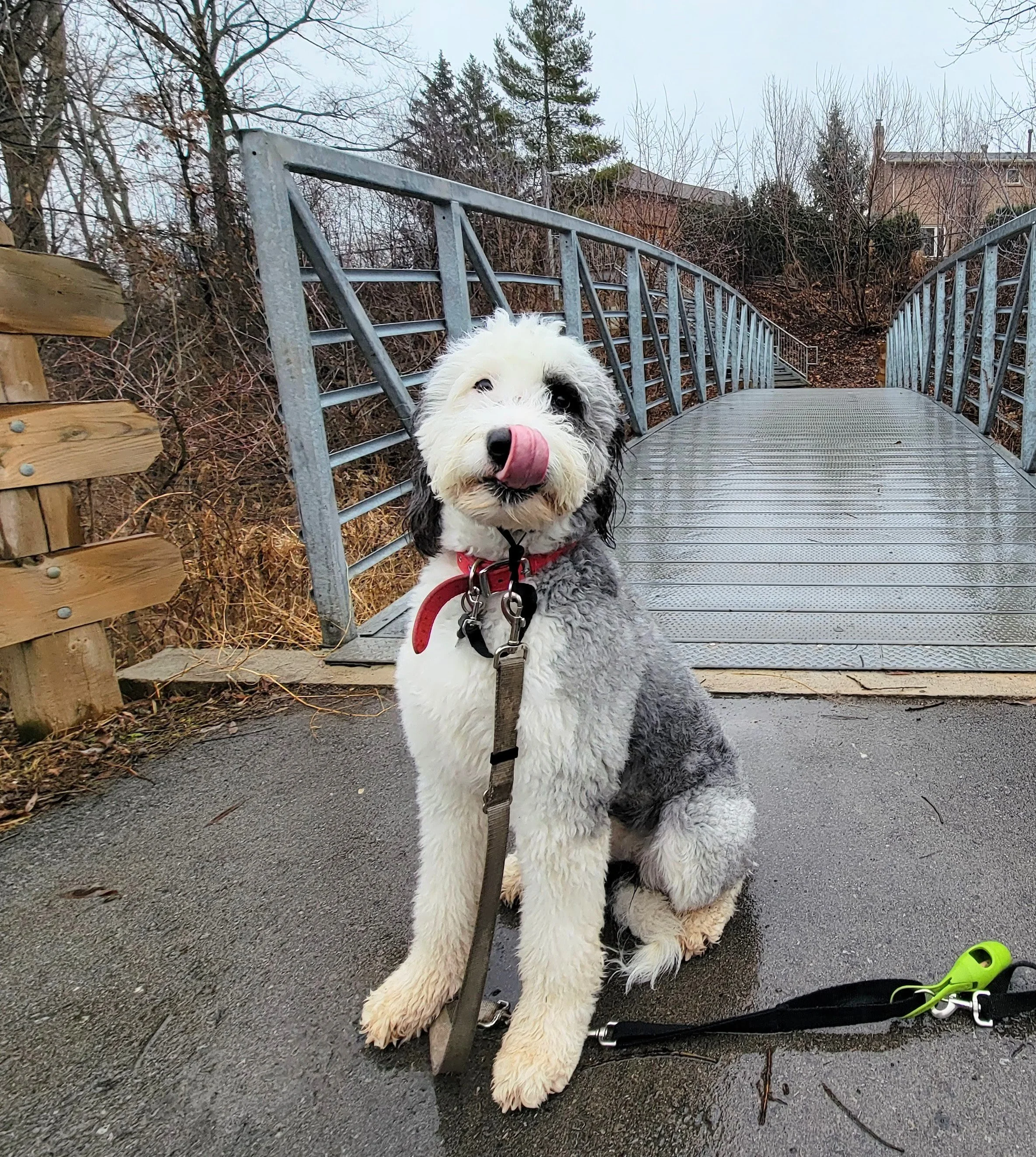 LULU - Sheepadoodle