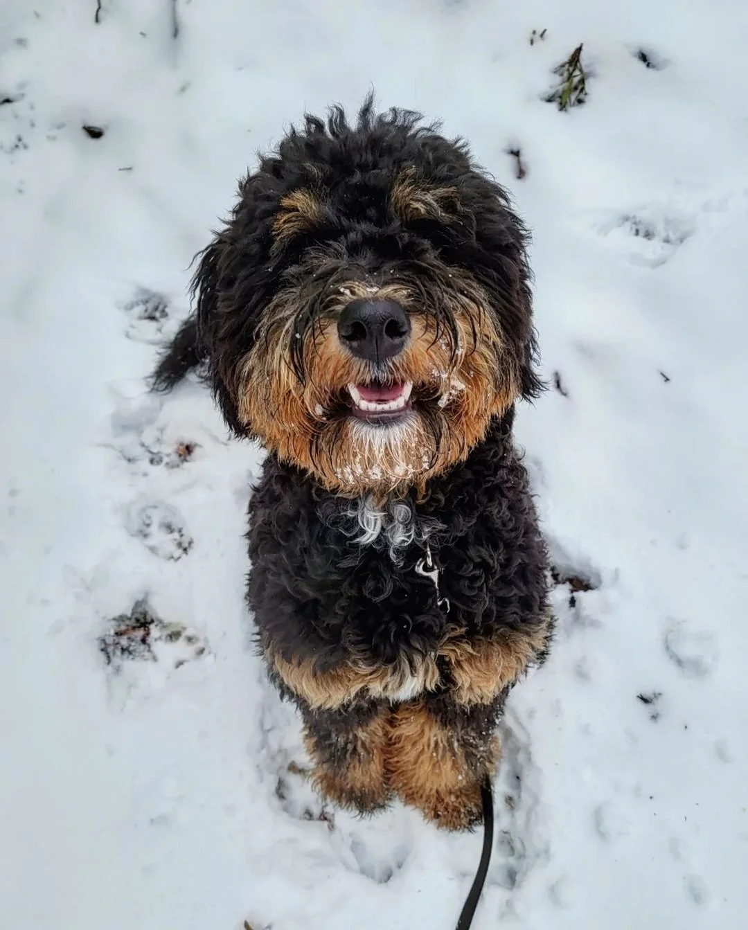 LUNA - Bernedoodle