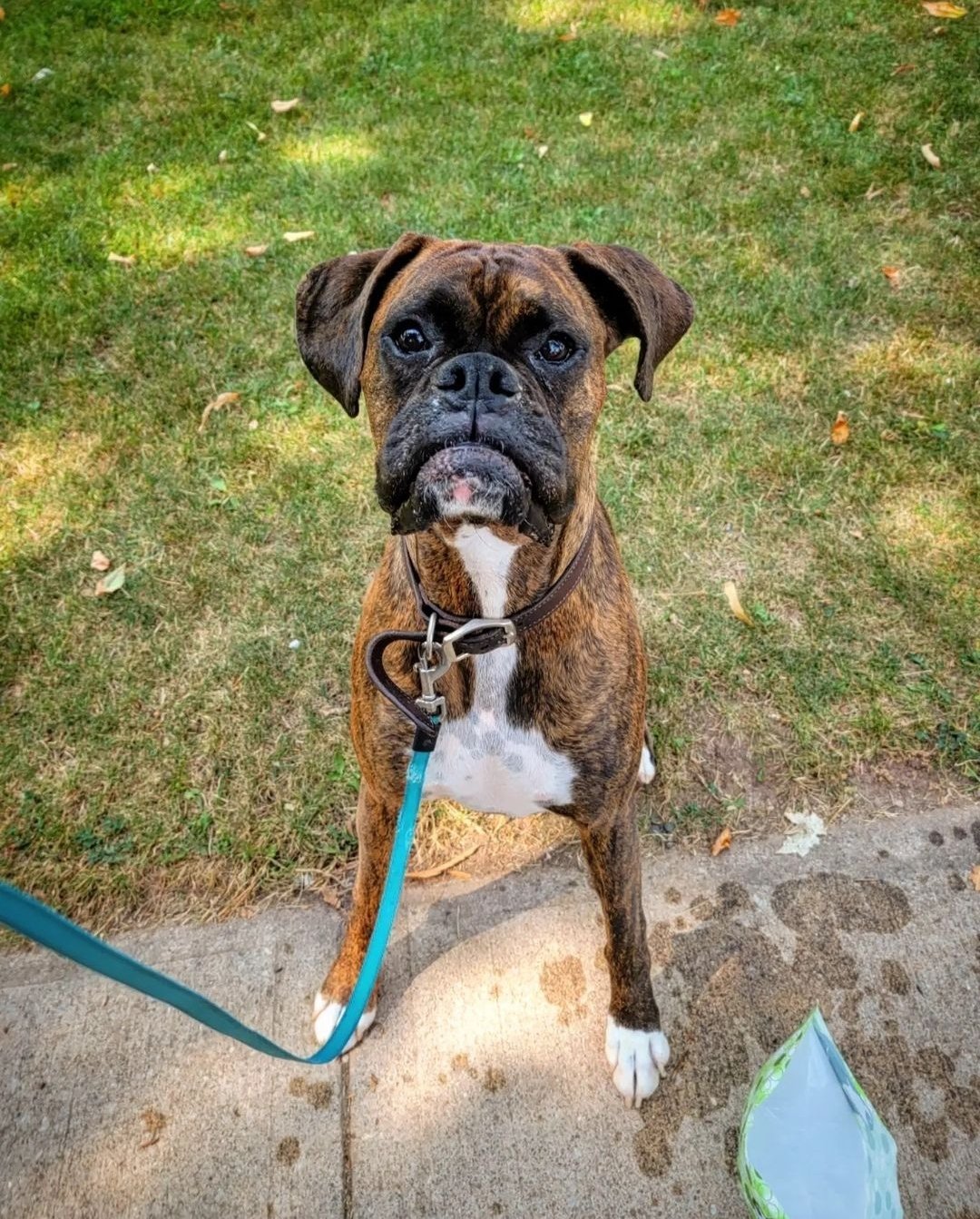 JACK - Boxer