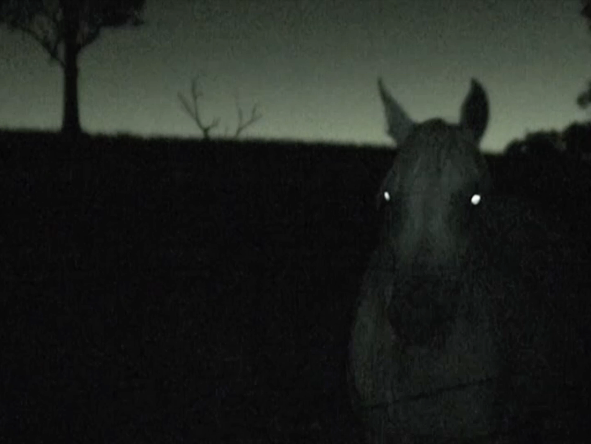 The Fallow, 2012-2025. Video, MiniDV (1:33min)