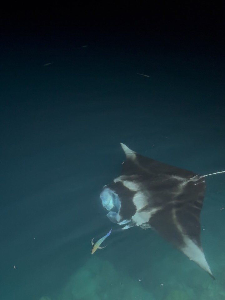 One of my favorite things about being human and traveling is getting to experience the amazingness that the animal kingdom is. Here&rsquo;s some of the beauties we got to meet on our travels.