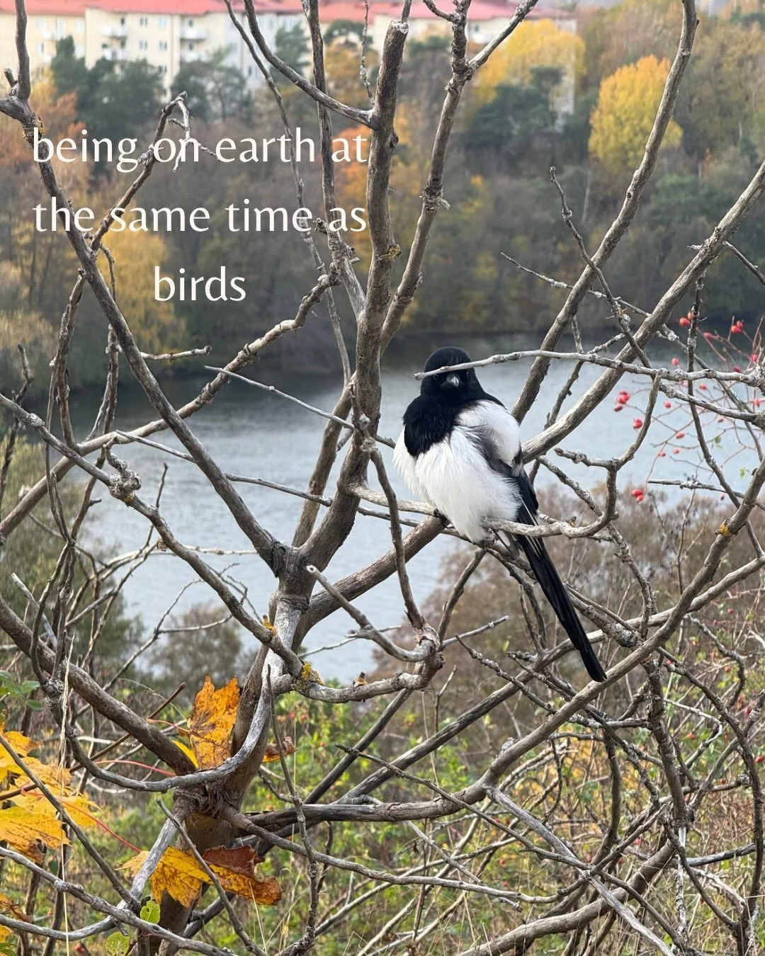 This October, I&rsquo;m collecting little reminders that life is here and now, happening through me. I call this project #LifeISeeYou.  I want to notice more of it and not be caught up in my mind&rsquo;s thoughts and stories about it. 

Every day, I&