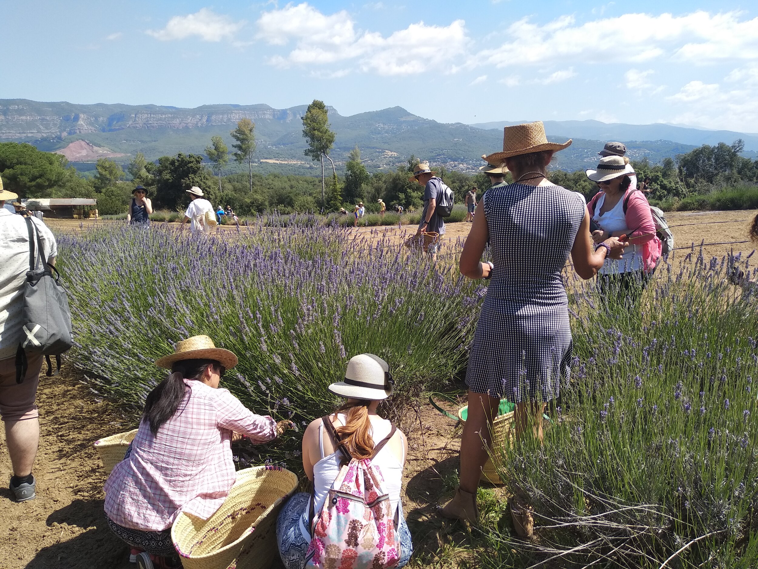 Activitat de recollida de lavanda