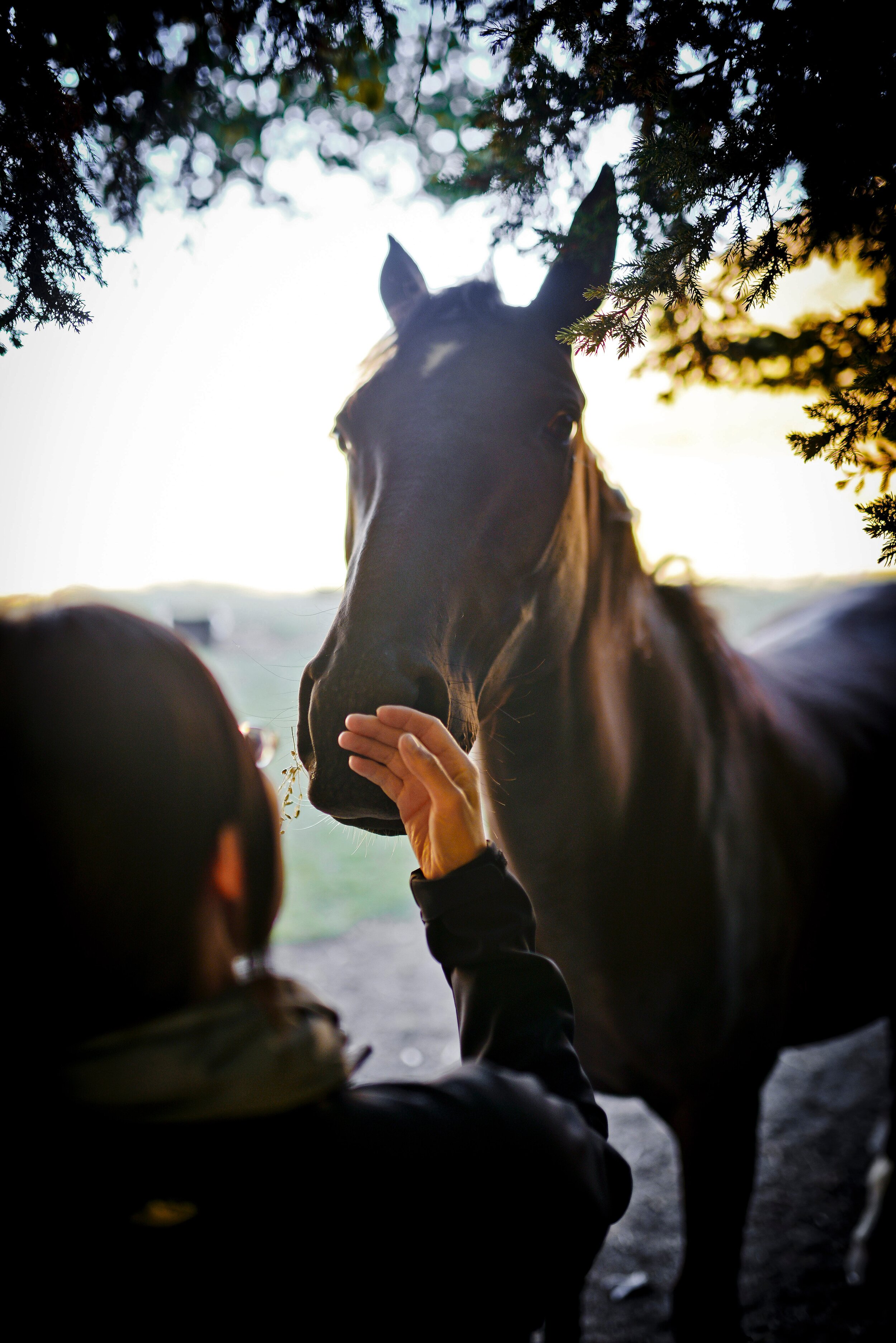 A day among free horses