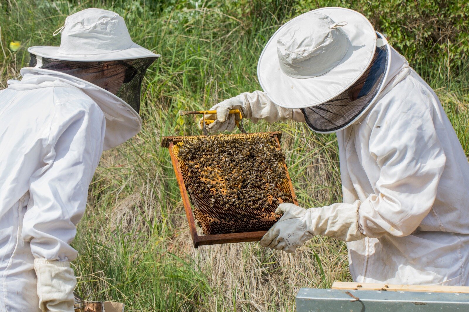 Beekeeping with social impact