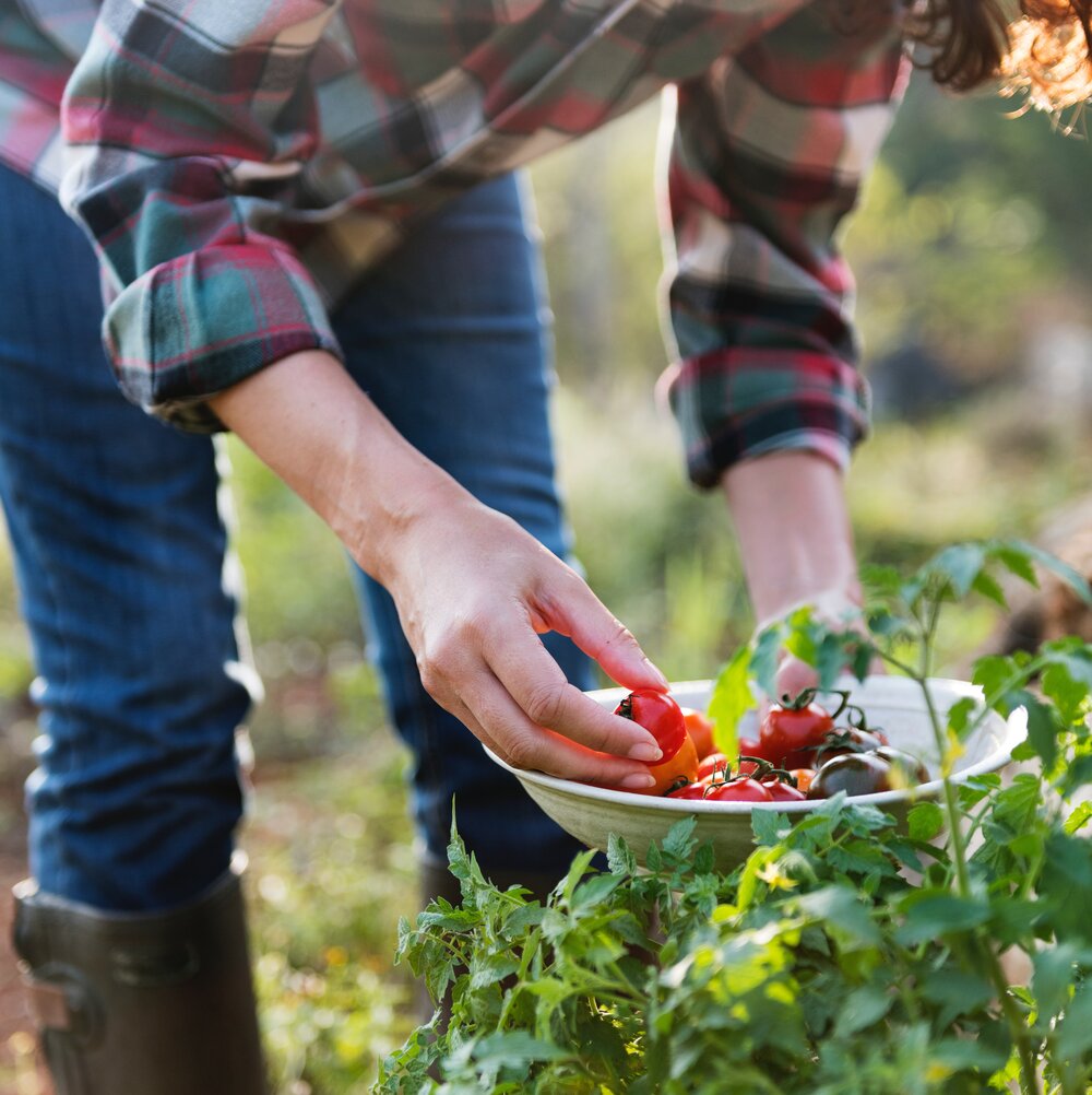 fresh-harvest-pasture-1881332.jpg