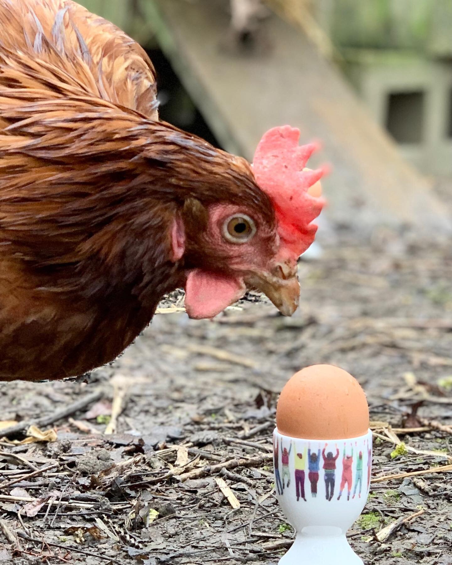 Had a great day doing a photo shoot with the chickens @upperlodgesussex today. Take a look at my Instagram shop for info on the egg cups ❤️