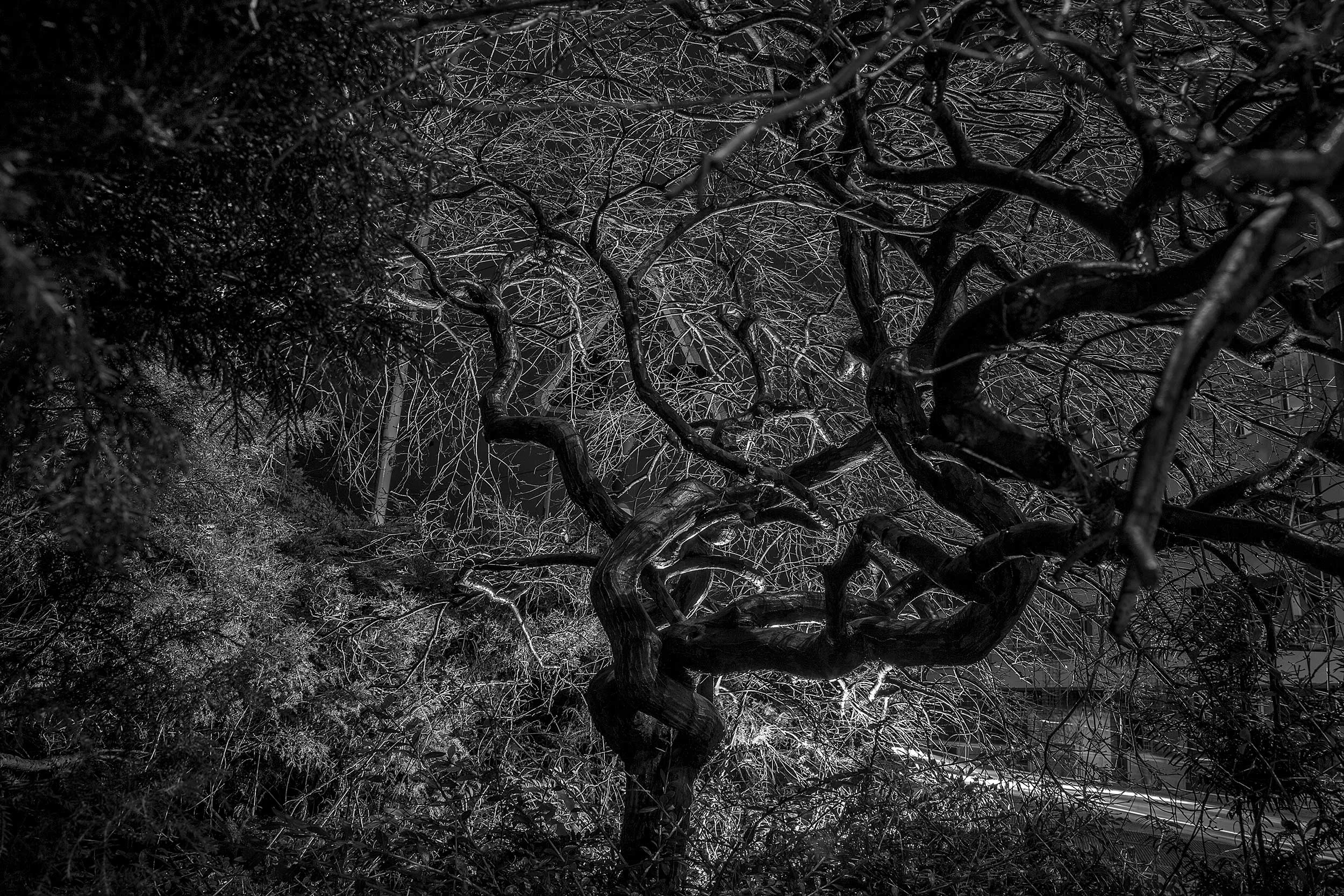 photopia-tree-2.jpg