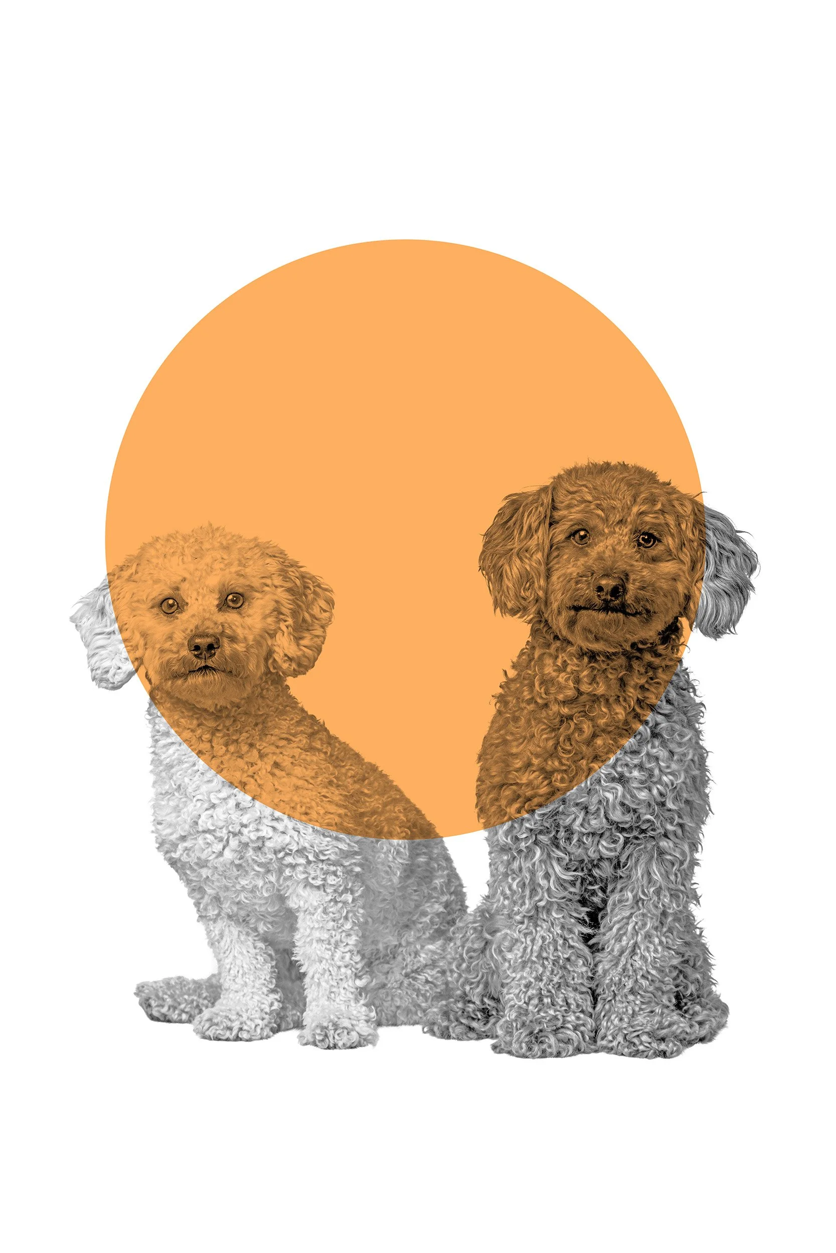 photopia-pudel-dog.jpg