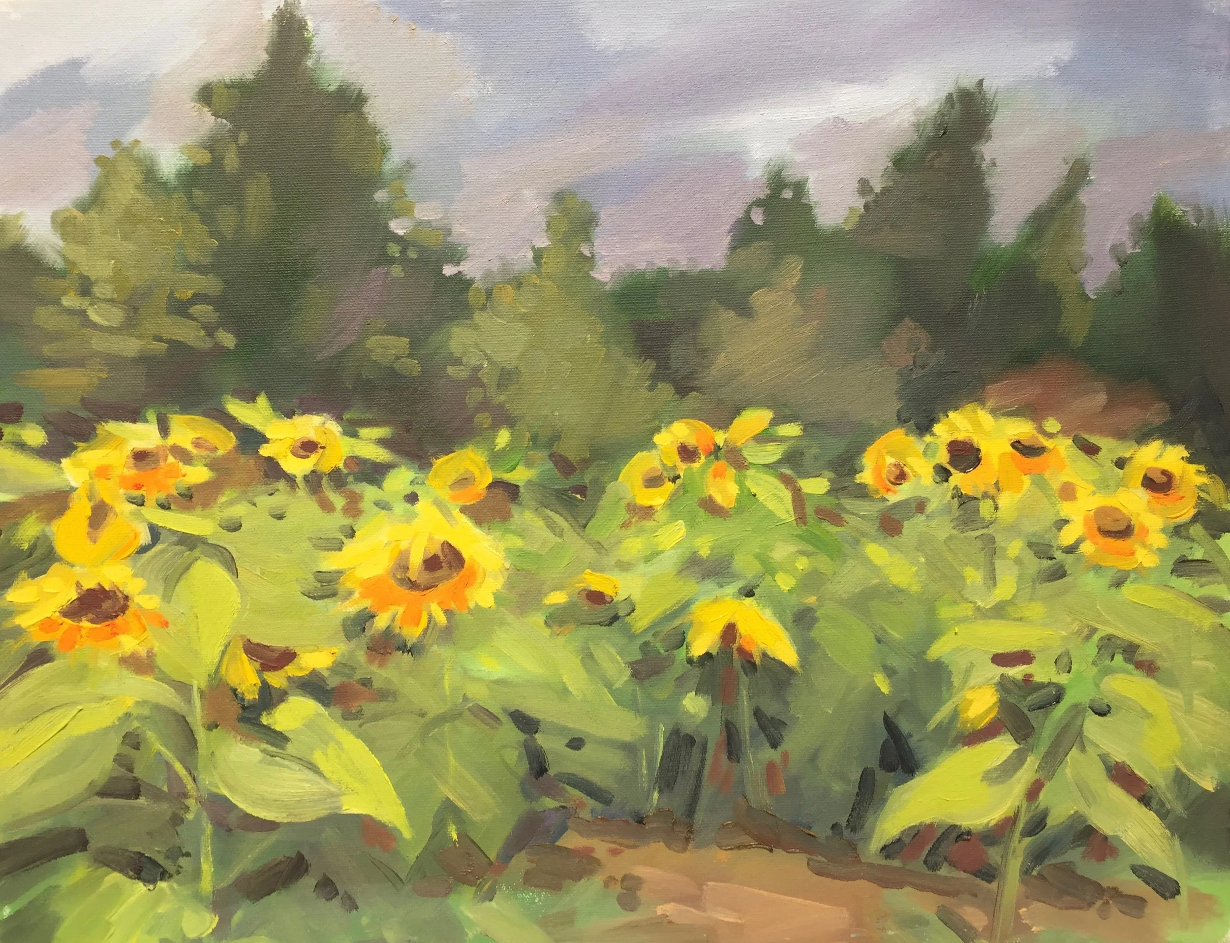 Garden Sunflowers