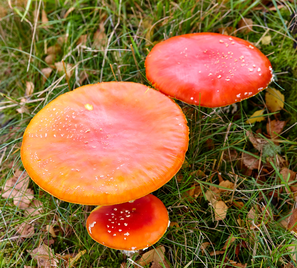 _ML_0718MushroomEHOLM_BLOG.jpg