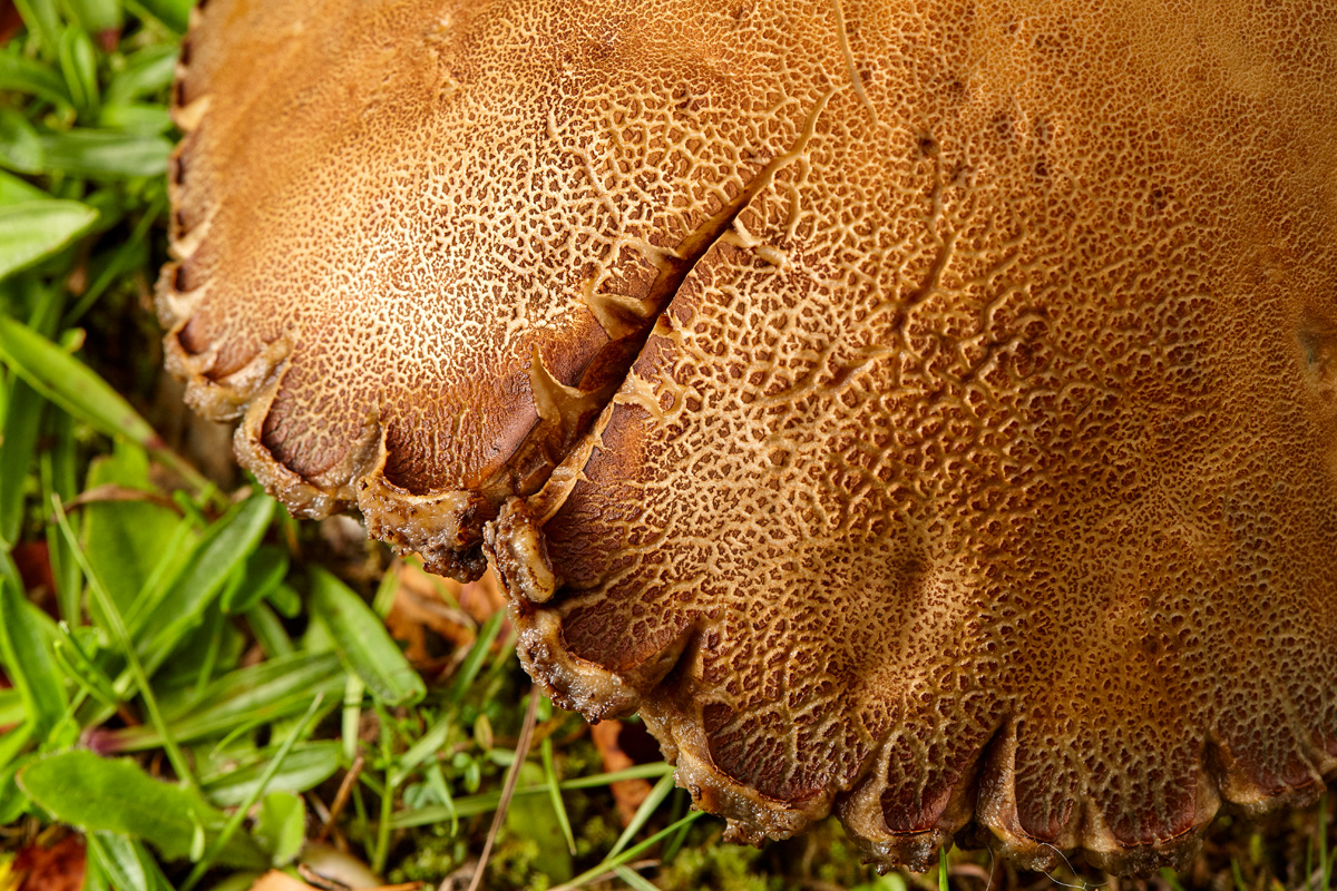 _ML_0729MushroomEHOLM_BLOG 1.jpg