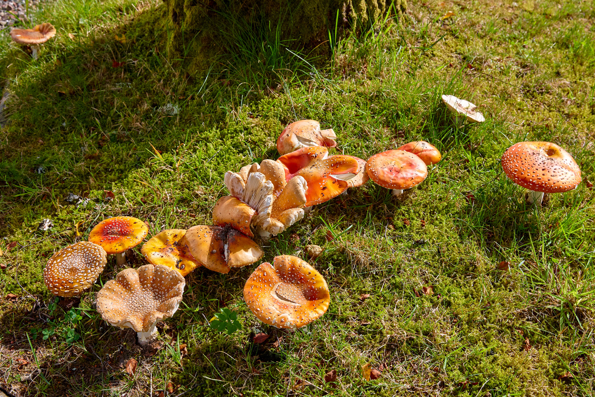 Mushrooms017HOLM_BLOG.jpg