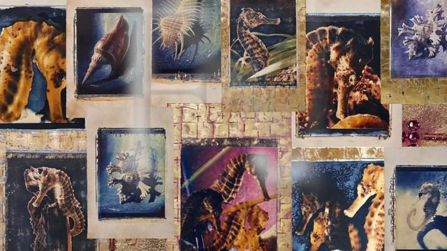 Treasures Of The Sea