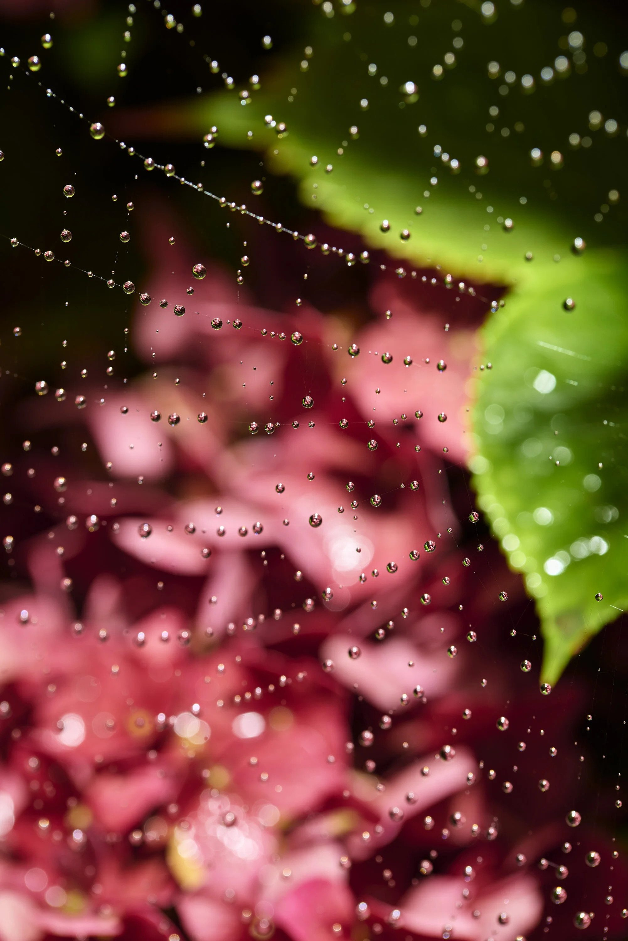_1017481_Spider_.jpg