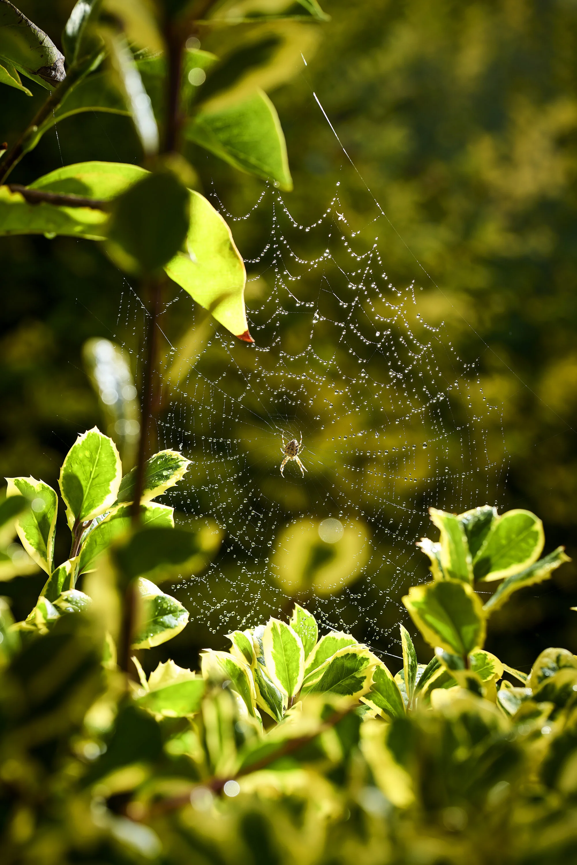 _1017518_Spider_.jpg