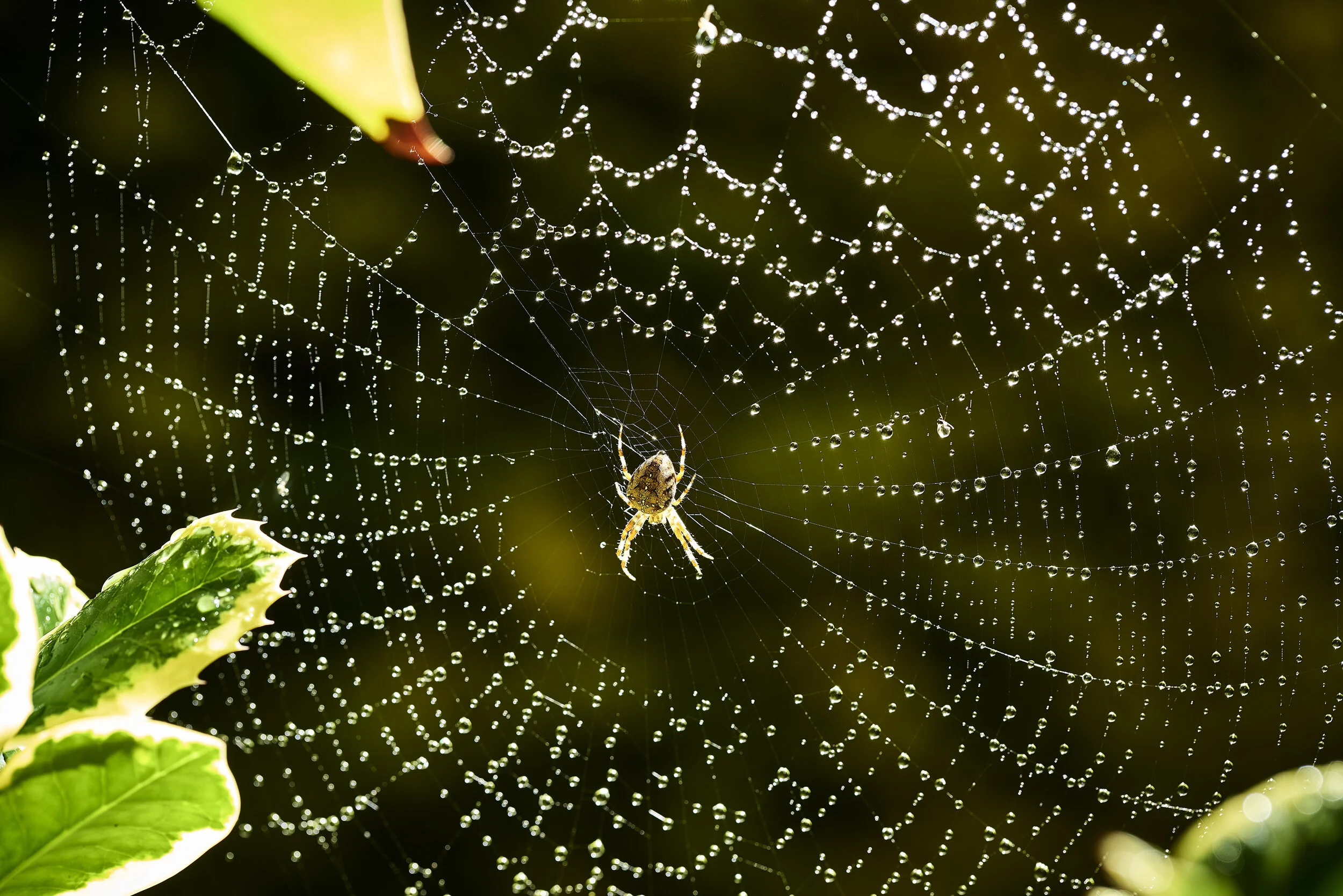 _1017523_Spider_.jpg