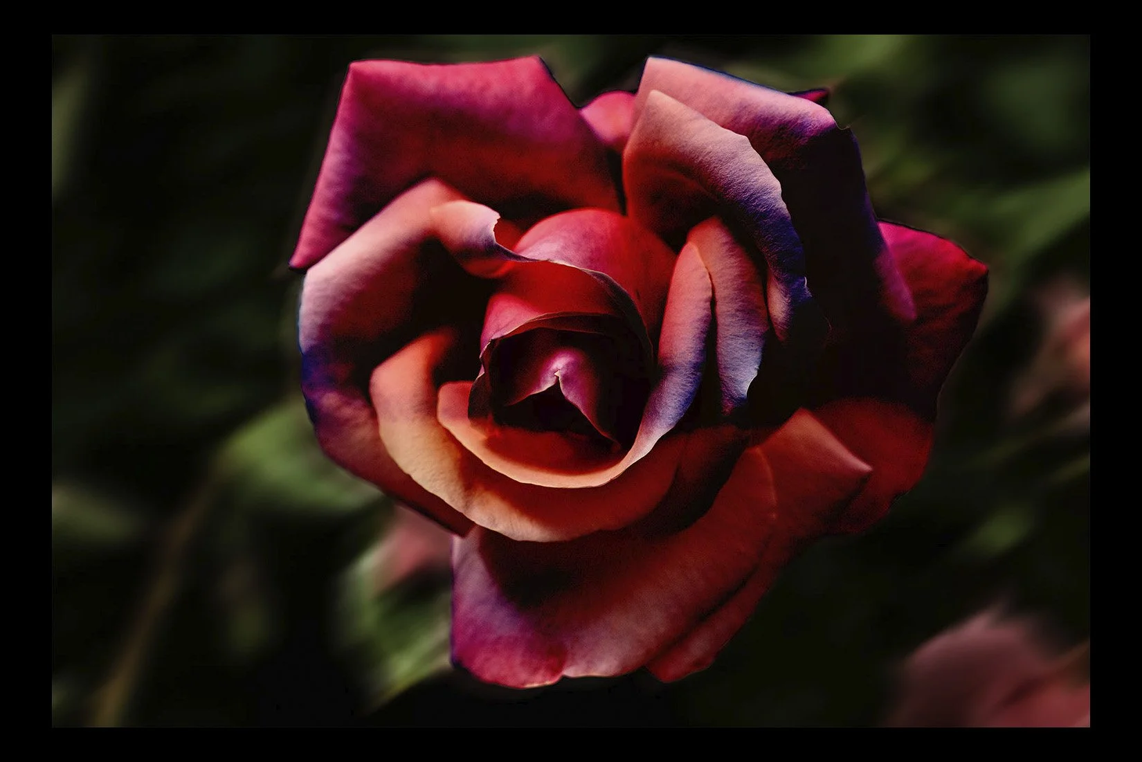 New_Rose_2020v2.jpg