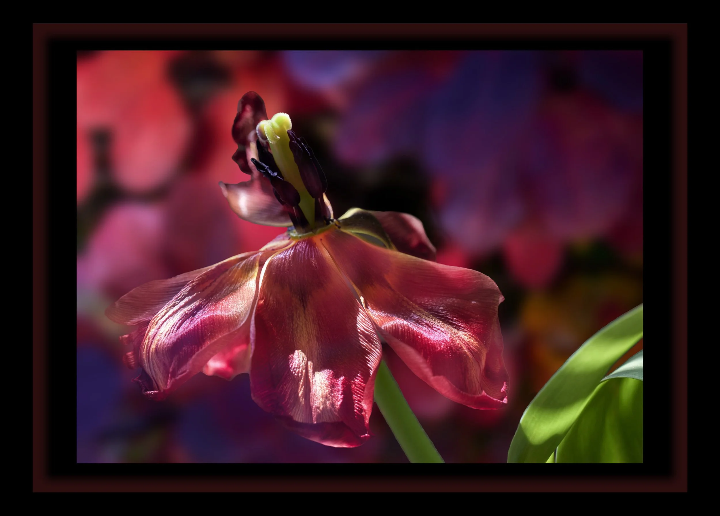 -1000664tulipv2.jpg