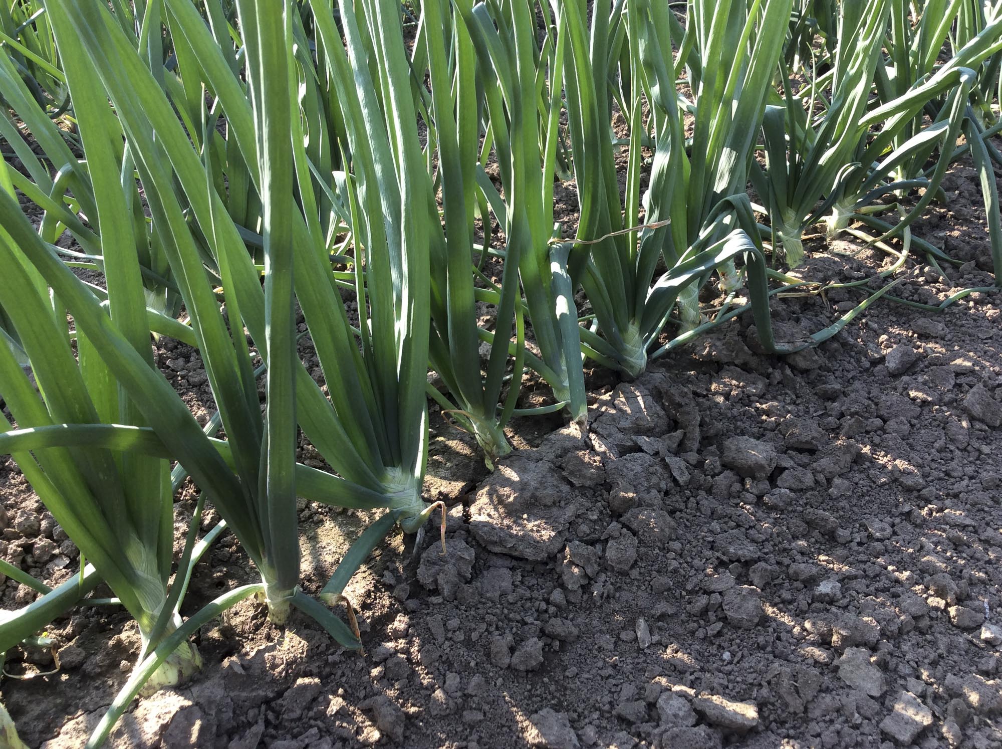 Scallions.jpg