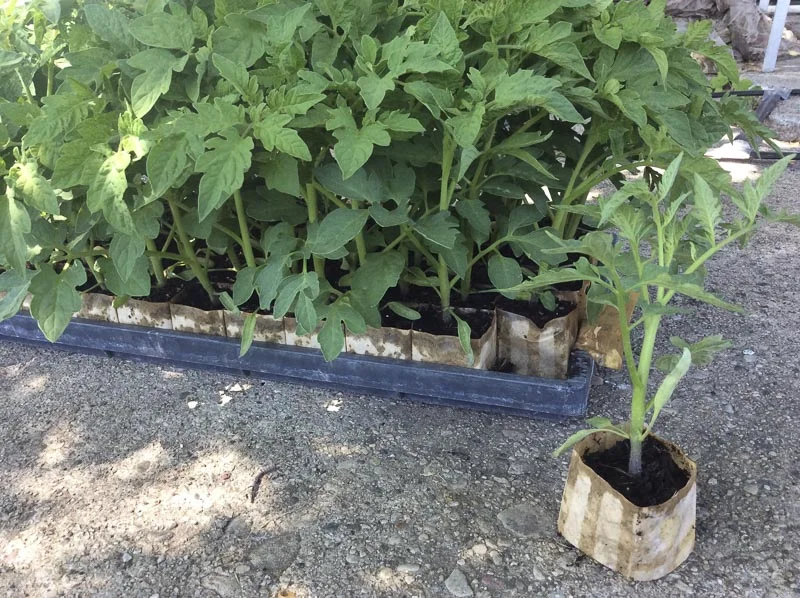 Non-chain paper pots in a planting tray.