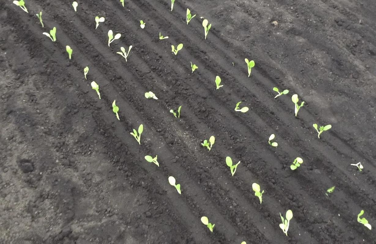 Depressions and ridges left by transplanter can facilitate weed management.