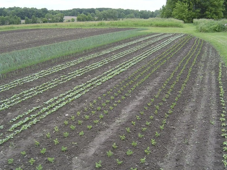 Freshly transplanted seedlings planted in a single afternoon.