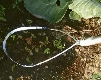QHoeHoopWeeder.jpg