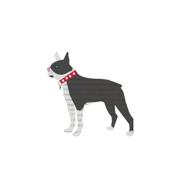 Boston Terrier.png