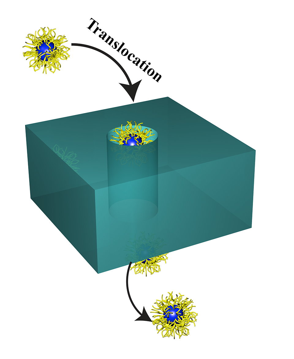 Translocation.png