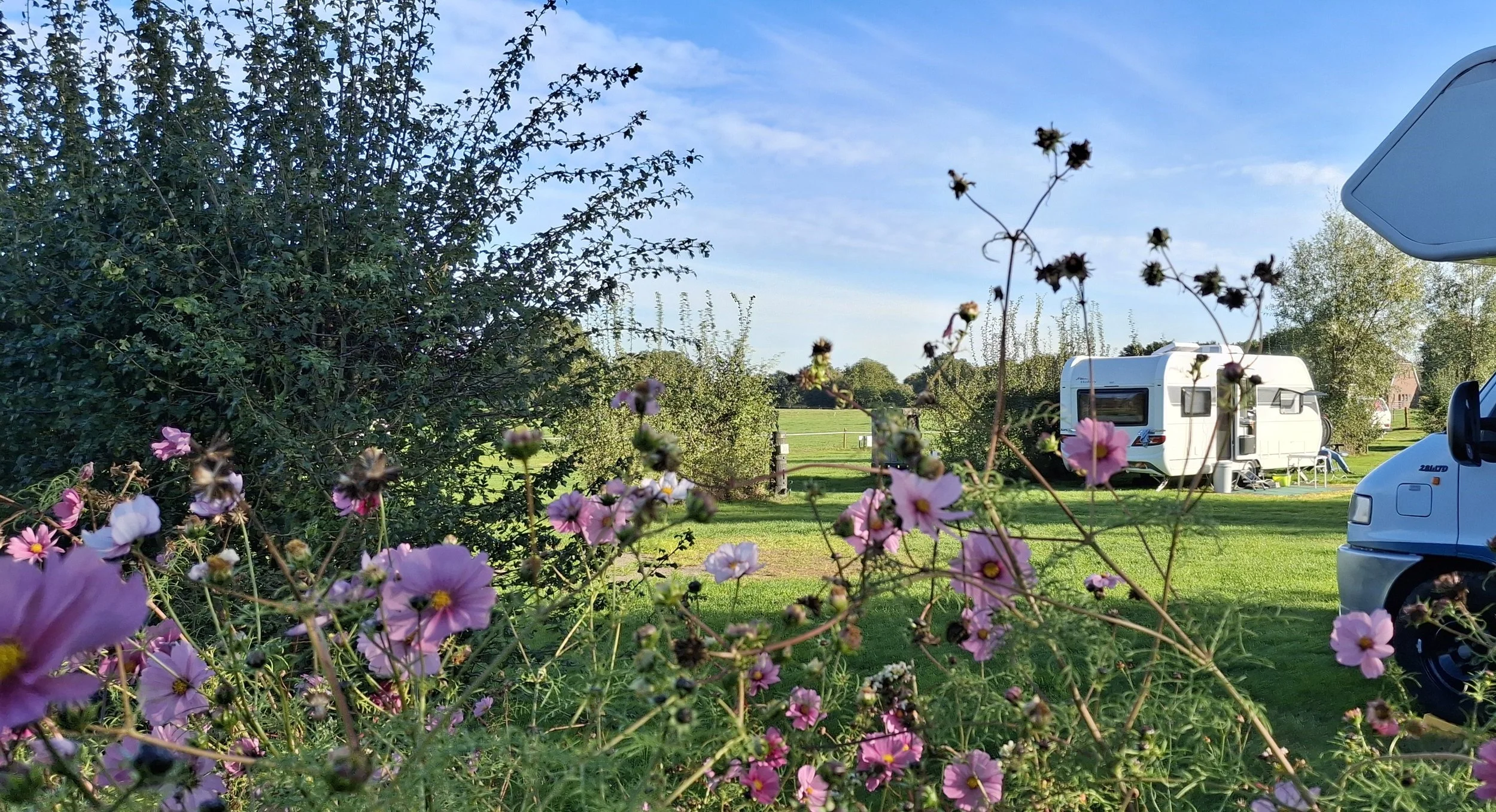 Bloemen op de camping.jpg