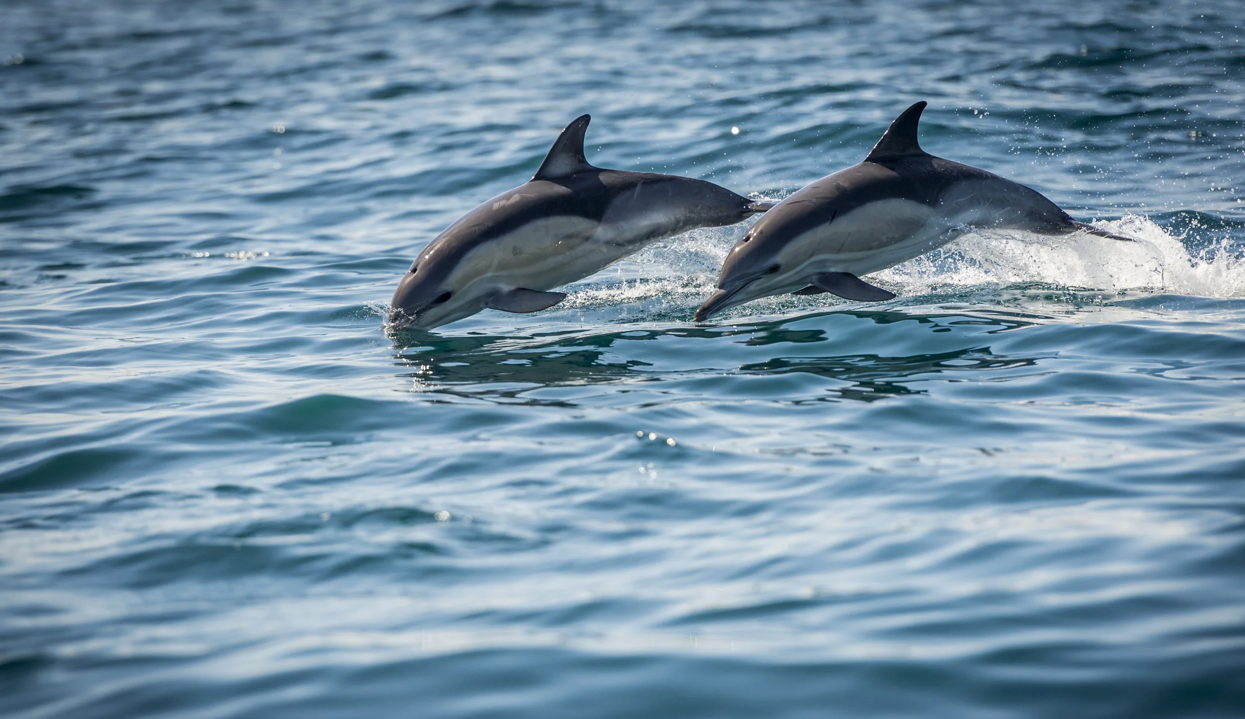 Dolphins  (1 of 1)-crop.jpg