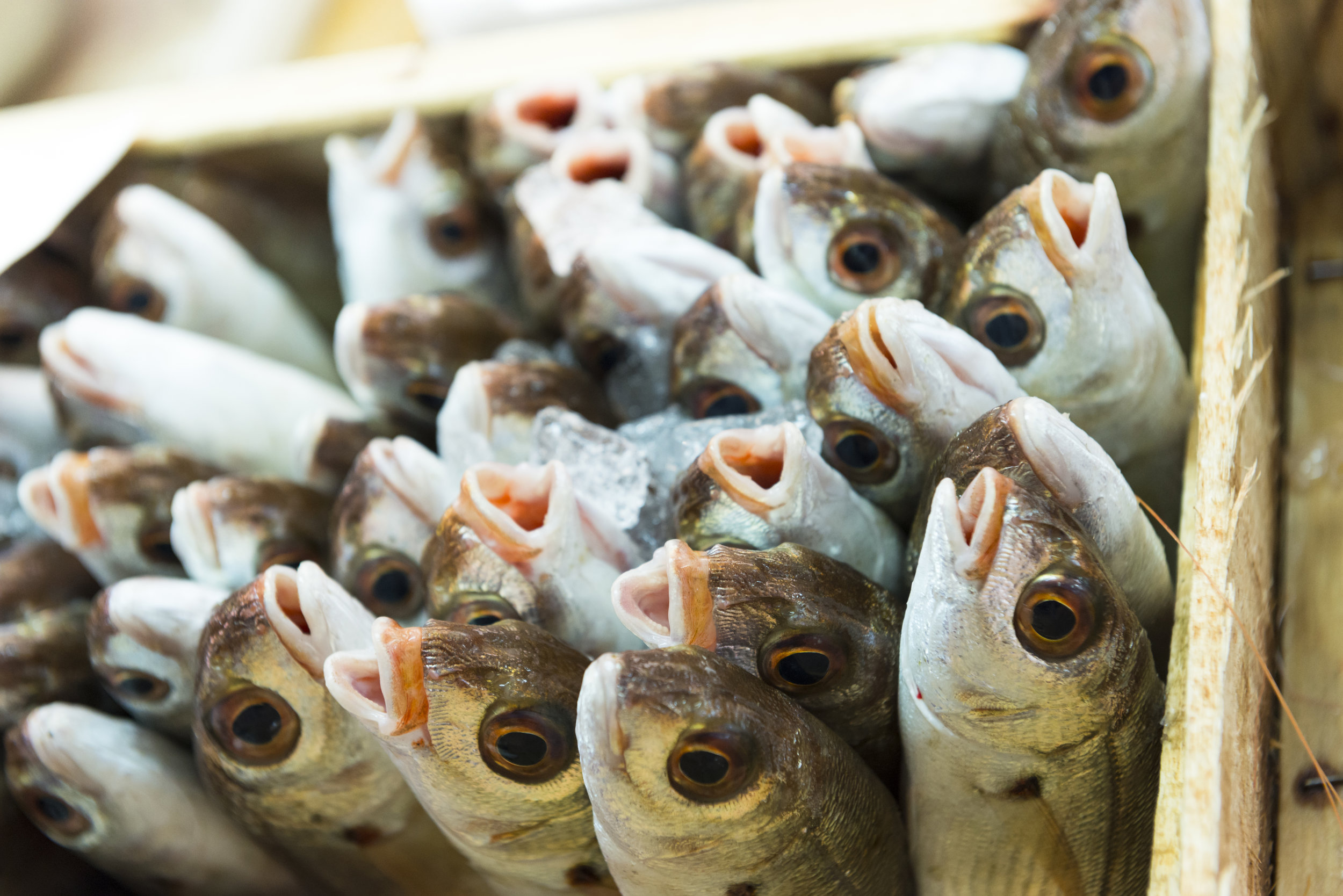 Fish Market Jan 2013-2.jpg