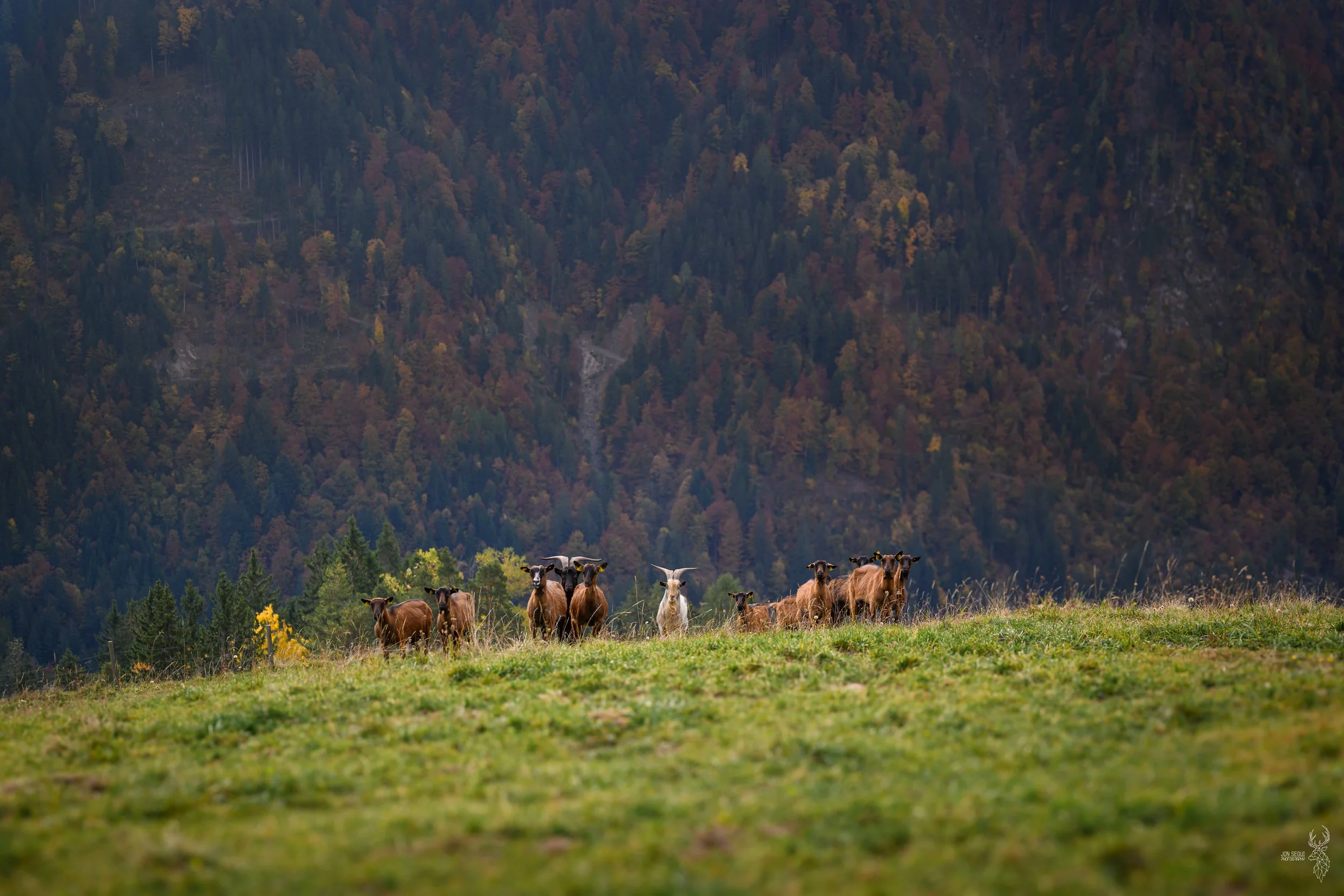 Logar Goats-1000.jpg