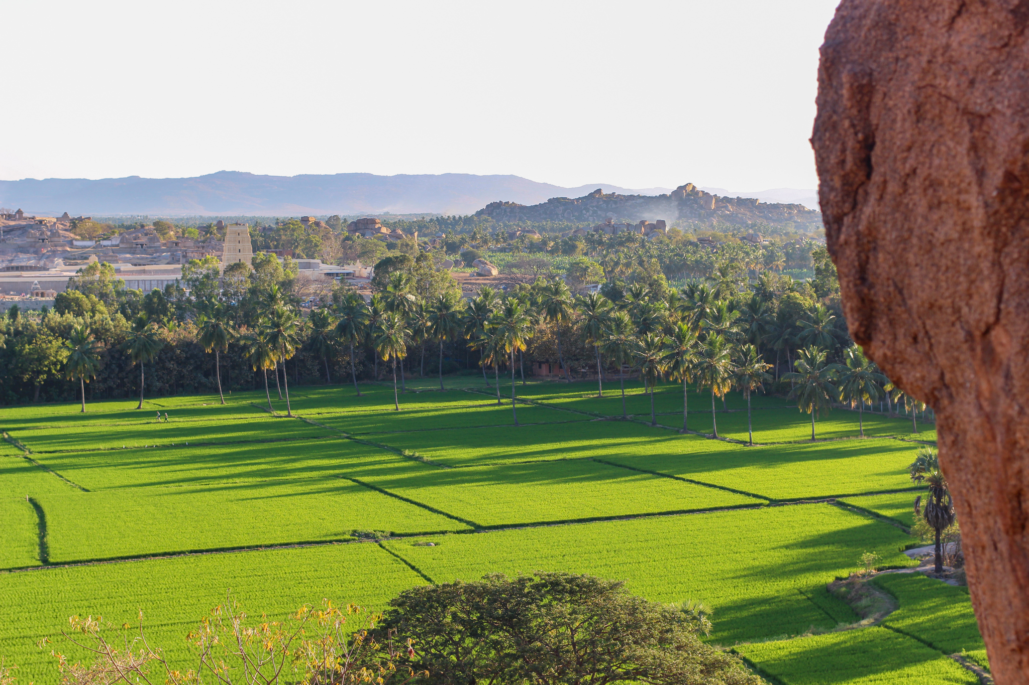 Stunning green rice fields and Virupaksha Temple in the distance, as seen from Sunset Point on Hippy Island