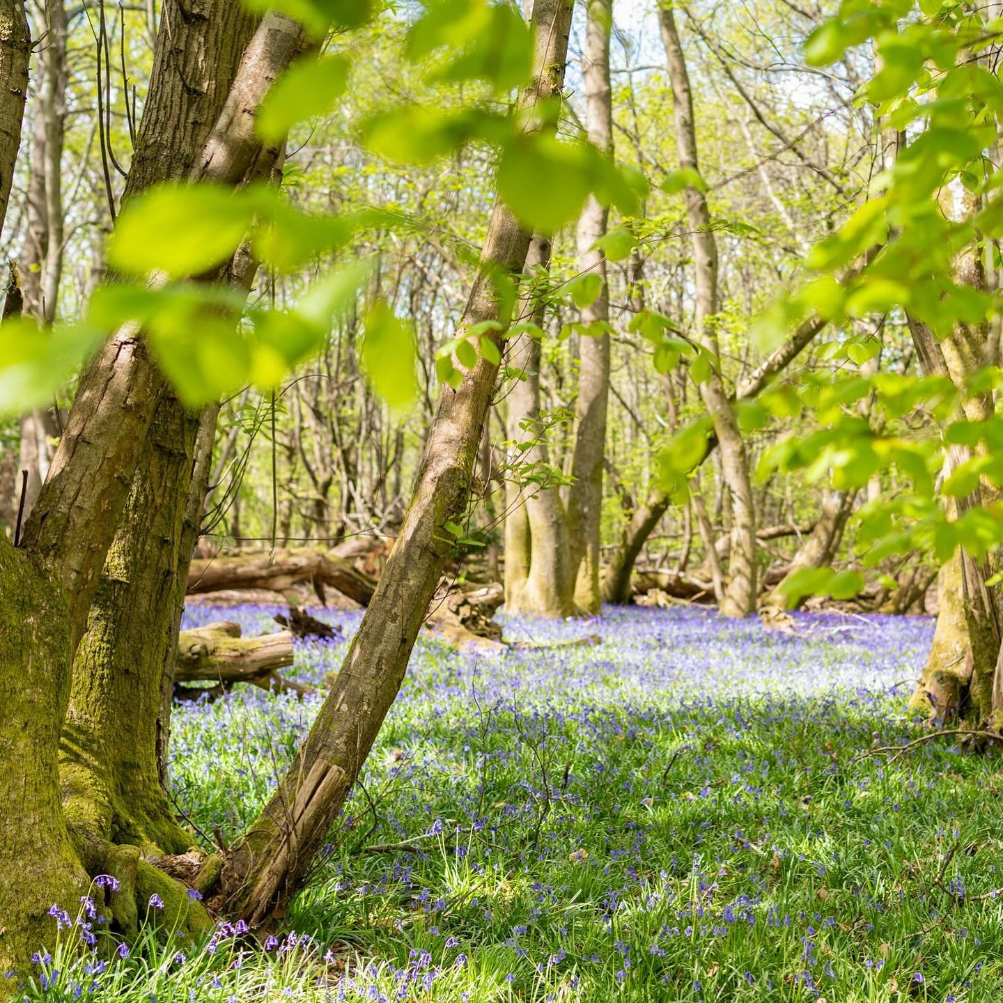 It&rsquo;s that time of year again! A few photos from over the last few years when I&rsquo;ve discovered carpets of beautiful bluebells &amp; the sun has been shining just right. So special 💙💜 

#spring #bluebells #bluebellseason #bluebellwoods