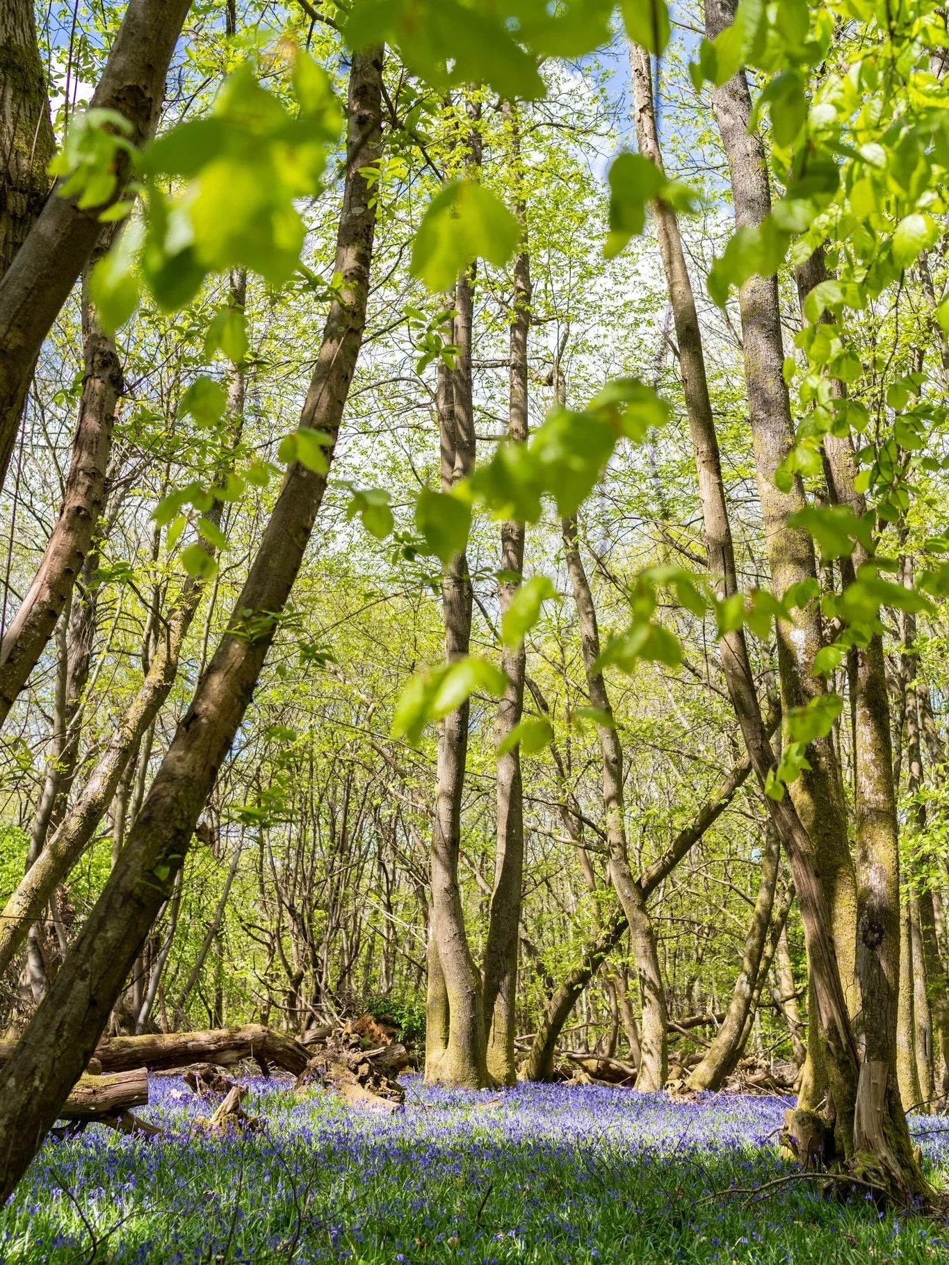 Anyone spotted any bluebells yet? On the hunt 💜💙💜

Have a lovely long weekend whatever you&rsquo;re up to 🥰 

#bluebellseason #bluebellwood #bluebells #woodlandphotography