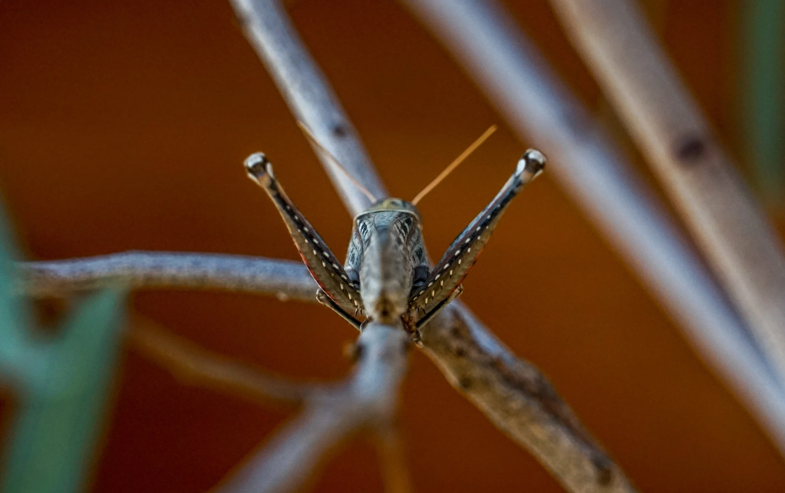 Garden Grasshopper