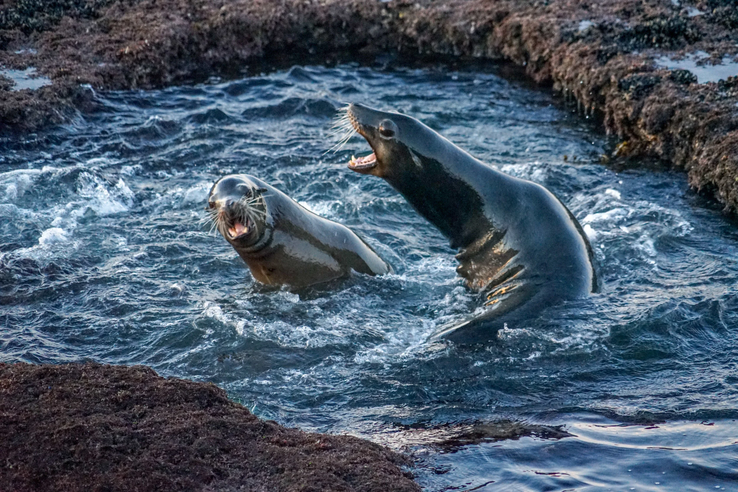 Seals -La Joya California