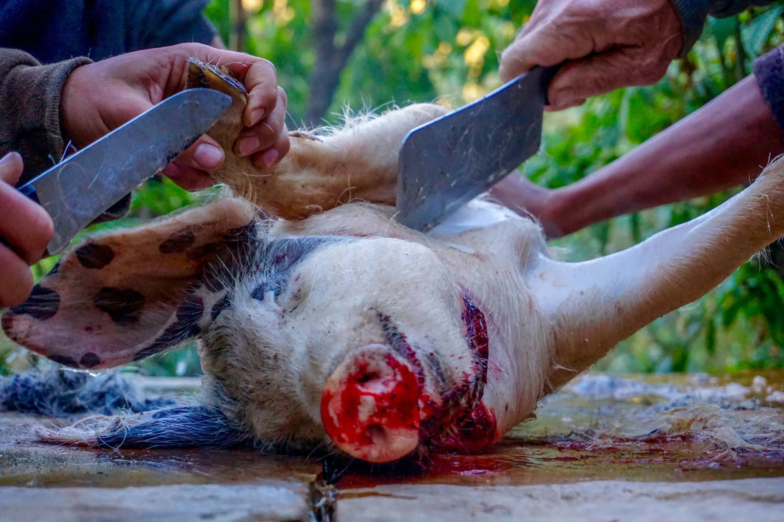 Rural Butchering