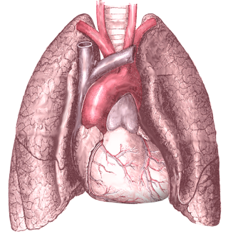 heart_and_lung.png