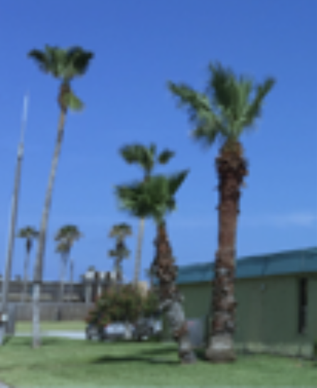 Silence Of The Palms Special Report Native Plant Center