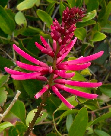 Coral Bean