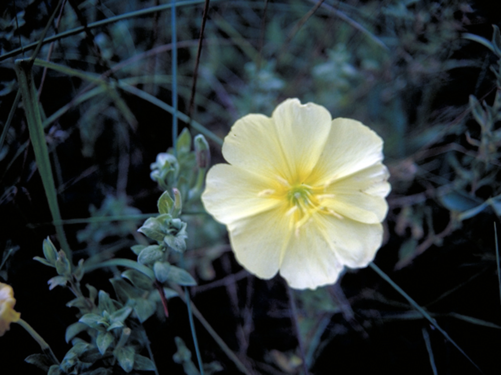 Beach Evening Primrose