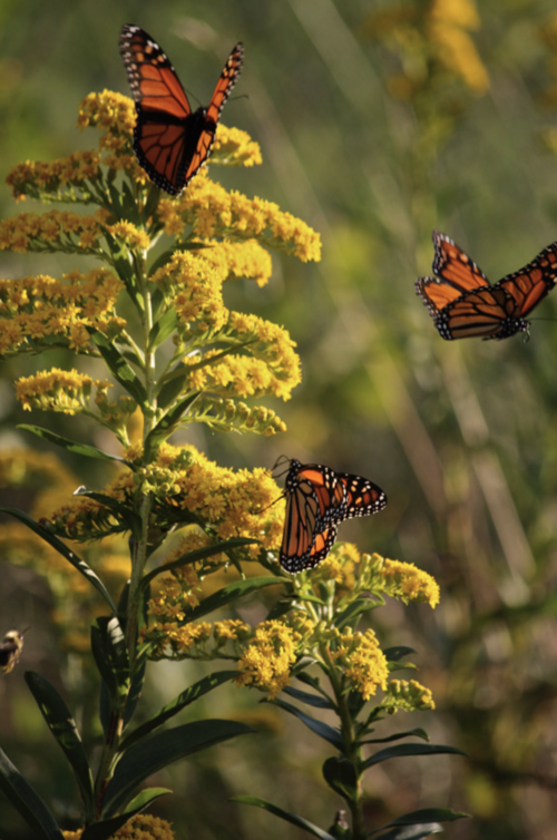Seaside Goldenrod