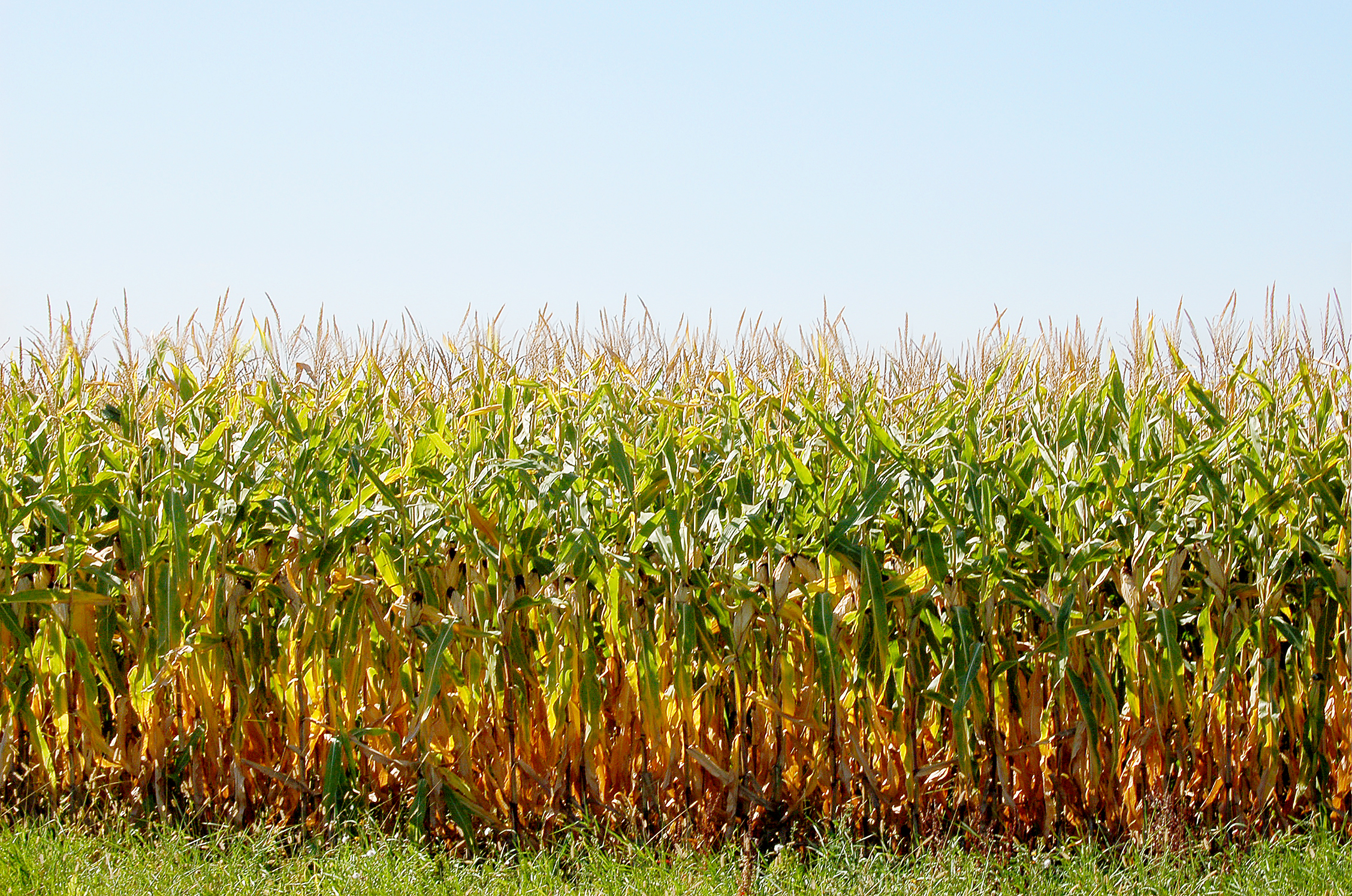 Corn copy.jpg