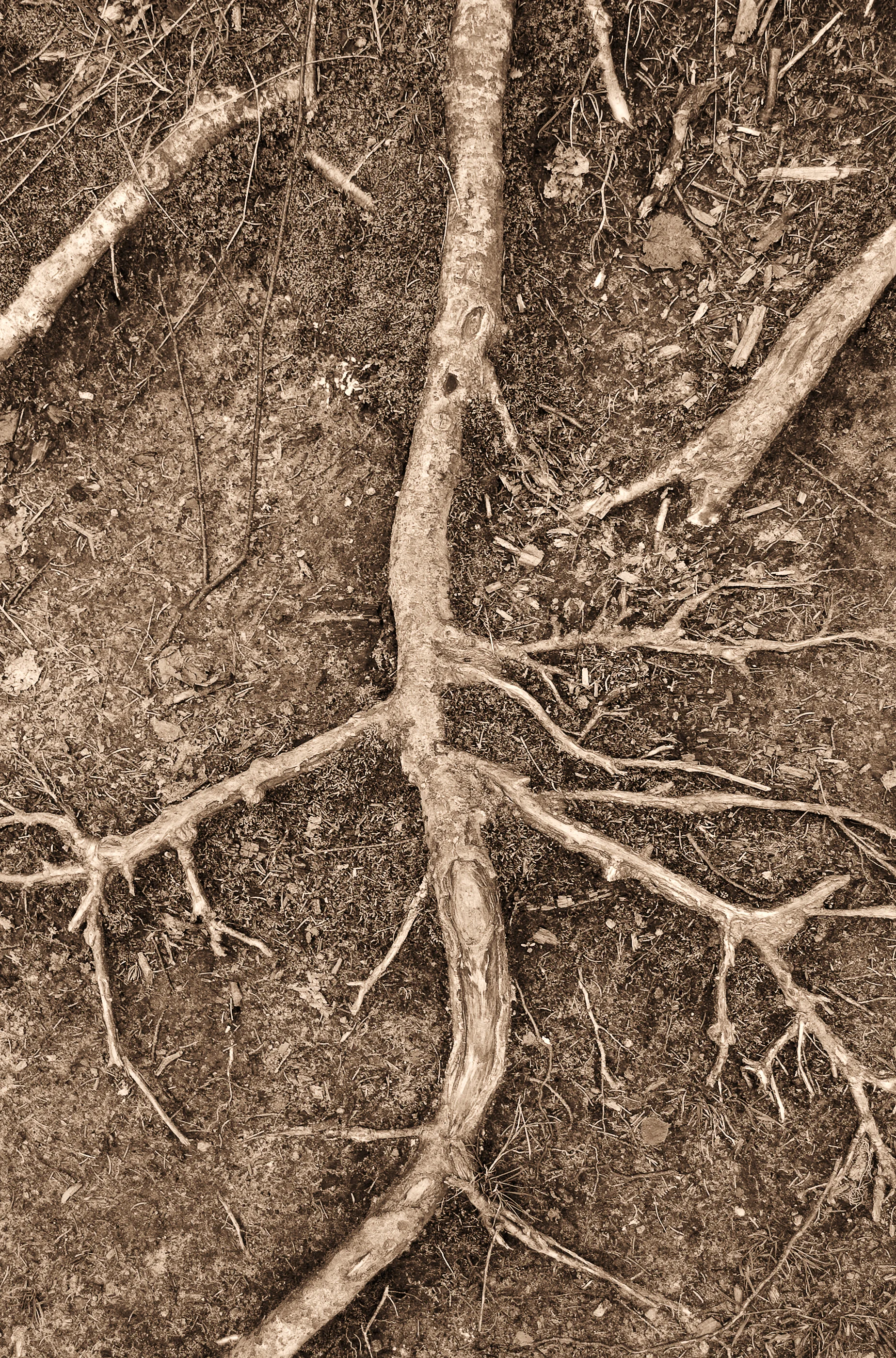 Root copy.jpg