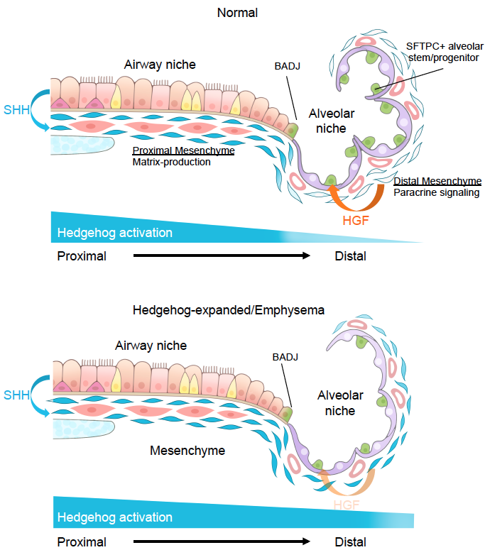 Graphical Abstract for Chaoqun's paper