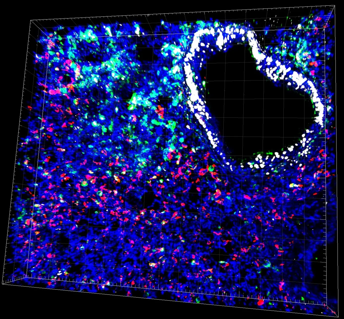 DAPI_K5_Sox2_SPC002_03_smoothing_2019-10-30T10-59-03.198.jpg