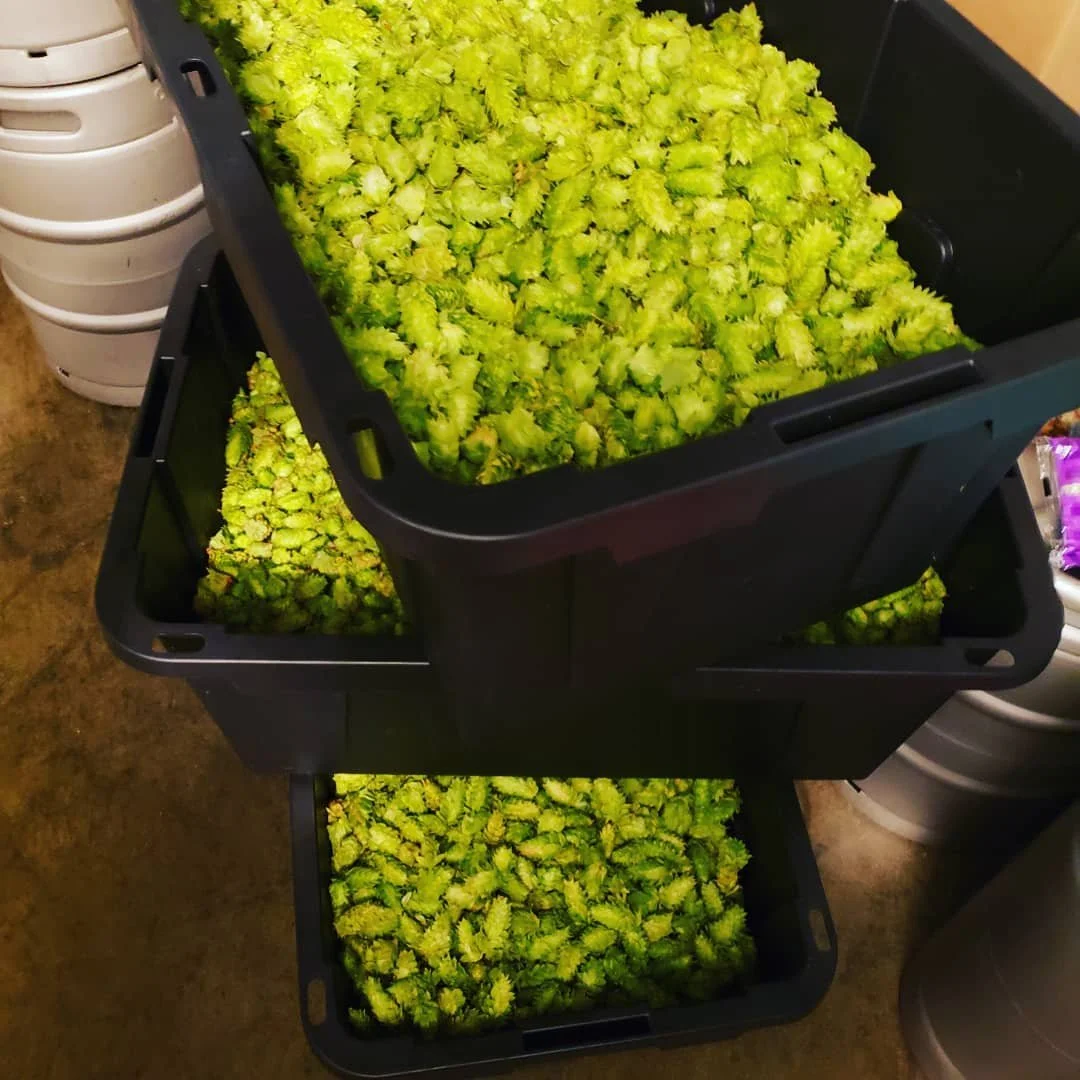 Going to do a wet hop today!  We'll post notification when we roll it out!